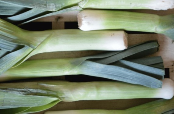 Как профессионально собирать лук-порей