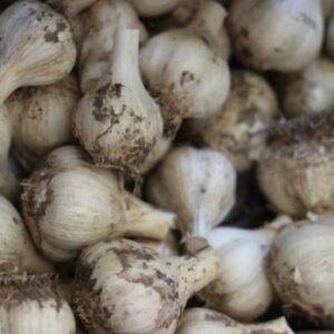 Какие сорта чеснока следует сажать?