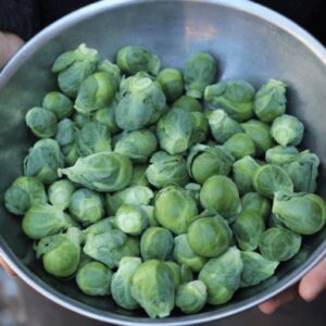 Освоение этапов выращивания брюссельской капусты для обильного урожая