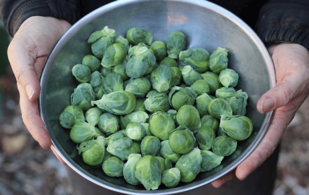 Освоение этапов выращивания брюссельской капусты для обильного урожая