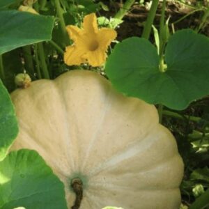 От семени до урожая: выращивание тыкв на приподнятых грядках