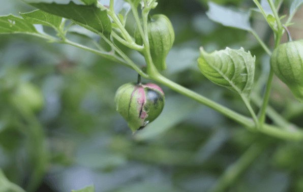 Самоопыляющиеся томатильо