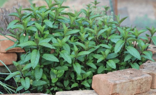 Всё о мяте: сорта, сбор урожая, хранение и консервировани