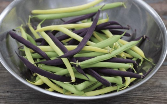 Выбор между кустовой и вьющейся фасолью