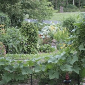 Экономьте место! Выращивайте кабачки вертикально!