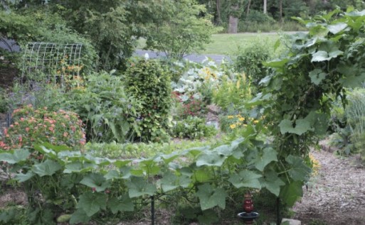 Экономьте место! Выращивайте кабачки вертикально!