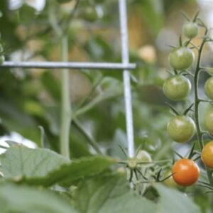 Когда лучше всего собирать помидоры черри: советы для достижения оптимального вкуса