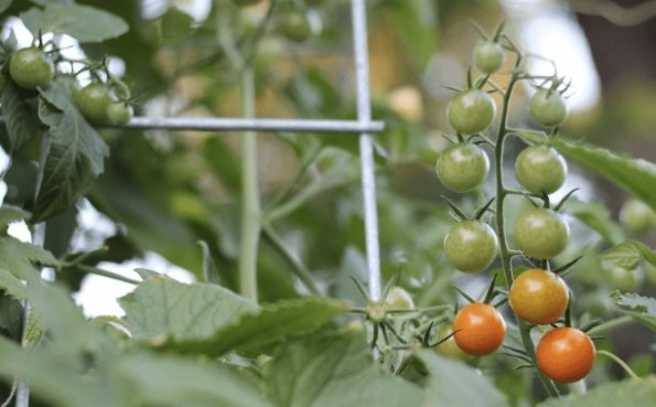 Когда лучше всего собирать помидоры черри: советы для достижения оптимального вкуса