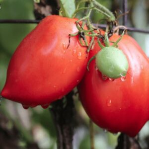 Когда пересаживать помидоры для получения обильного урожая?