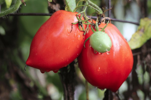 Когда пересаживать помидоры для получения обильного урожая?