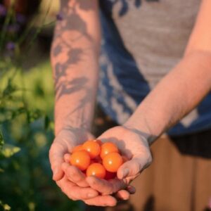 Основы выращивания растений в контейнерах: как ухаживать за томатами в горшках