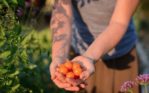 Основы выращивания растений в контейнерах: как ухаживать за томатами в горшках