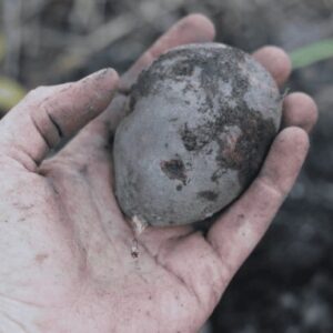 Расширение границ возможного: до какого времени можно сажать картофель?