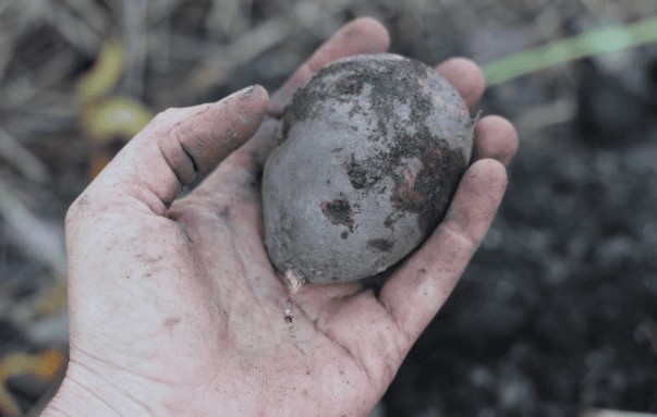 Расширение границ возможного: до какого времени можно сажать картофель?