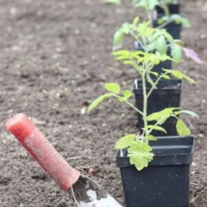 Советы по выращиванию помидоров из семян (вы больше никогда не будете покупать рассаду)