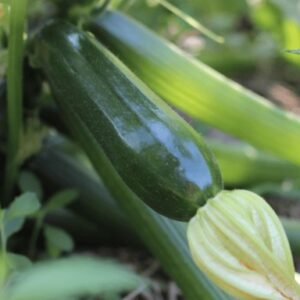 Важно знать, когда собирать урожай кабачков