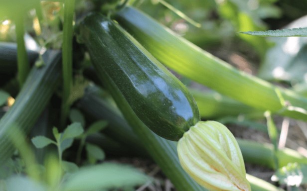 Важно знать, когда собирать урожай кабачков