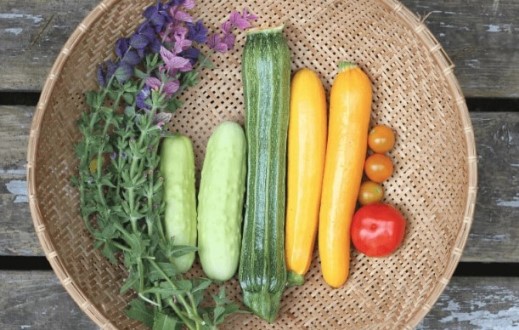 Выращивание кабачков: основы. Руководство для начинающих