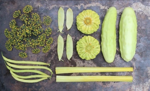 Выращивание ярких и красивых желтых овощей