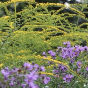 Желтые многолетние цветы: привнесите солнечный свет в свой сад