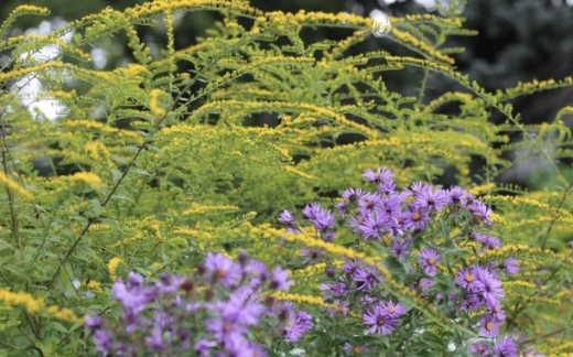Желтые многолетние цветы: привнесите солнечный свет в свой сад